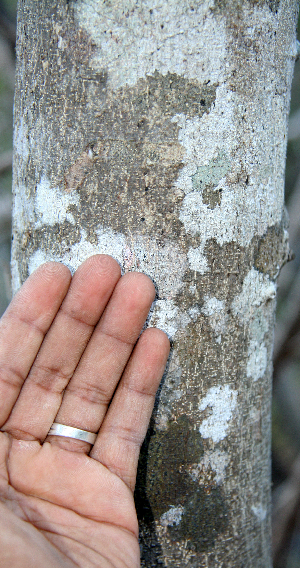  ( - BioBot00769)  @11 [ ] CreativeCommons - Attribution Non-Commercial Share-Alike (2010) Daniel H. Janzen Guanacaste Dry Forest Conservation Fund