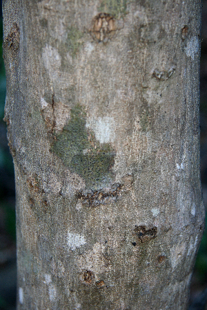  ( - BioBot00770)  @11 [ ] CreativeCommons - Attribution Non-Commercial Share-Alike (2010) Daniel H. Janzen Guanacaste Dry Forest Conservation Fund