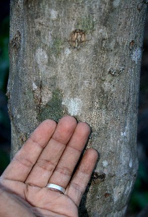  ( - BioBot00770)  @11 [ ] CreativeCommons - Attribution Non-Commercial Share-Alike (2010) Daniel H. Janzen Guanacaste Dry Forest Conservation Fund