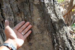  (Lonchocarpus phlebophyllus - BioBot00772)  @11 [ ] CreativeCommons - Attribution Non-Commercial Share-Alike (2010) Daniel H. Janzen Guanacaste Dry Forest Conservation Fund