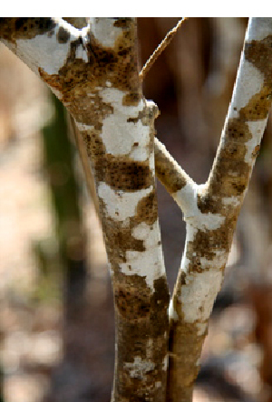  ( - BioBot00776)  @11 [ ] CreativeCommons - Attribution Non-Commercial Share-Alike (2010) Daniel H. Janzen Guanacaste Dry Forest Conservation Fund