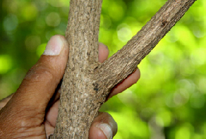  ( - BioBot00781)  @11 [ ] CreativeCommons - Attribution Non-Commercial Share-Alike (2010) Daniel H. Janzen Guanacaste Dry Forest Conservation Fund