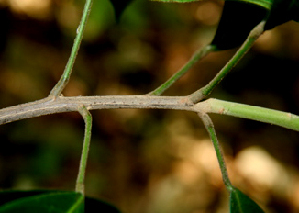  ( - BioBot00781)  @11 [ ] CreativeCommons - Attribution Non-Commercial Share-Alike (2010) Daniel H. Janzen Guanacaste Dry Forest Conservation Fund