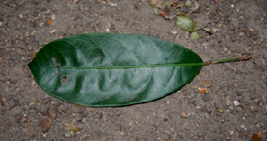  ( - BioBot00782)  @11 [ ] CreativeCommons - Attribution Non-Commercial Share-Alike (2010) Daniel H. Janzen Guanacaste Dry Forest Conservation Fund