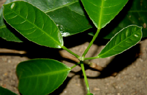  ( - BioBot00782)  @11 [ ] CreativeCommons - Attribution Non-Commercial Share-Alike (2010) Daniel H. Janzen Guanacaste Dry Forest Conservation Fund