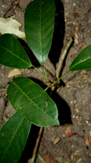  ( - BioBot00783)  @11 [ ] CreativeCommons - Attribution Non-Commercial Share-Alike (2010) Daniel H. Janzen Guanacaste Dry Forest Conservation Fund