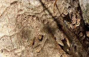  ( - BioBot00787)  @11 [ ] CreativeCommons - Attribution Non-Commercial Share-Alike (2010) Daniel H. Janzen Guanacaste Dry Forest Conservation Fund