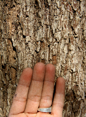  (Caesalpinia coriaria - BioBot00788)  @11 [ ] CreativeCommons - Attribution Non-Commercial Share-Alike (2010) Daniel H. Janzen Guanacaste Dry Forest Conservation Fund