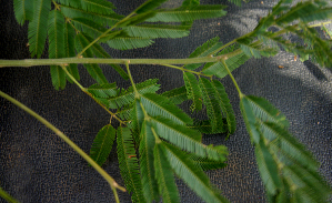  ( - BioBot00794)  @11 [ ] CreativeCommons - Attribution Non-Commercial Share-Alike (2010) Daniel H. Janzen Guanacaste Dry Forest Conservation Fund