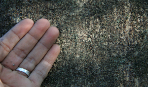  ( - BioBot00795)  @11 [ ] CreativeCommons - Attribution Non-Commercial Share-Alike (2010) Daniel H. Janzen Guanacaste Dry Forest Conservation Fund