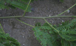  ( - BioBot00795)  @11 [ ] CreativeCommons - Attribution Non-Commercial Share-Alike (2010) Daniel H. Janzen Guanacaste Dry Forest Conservation Fund