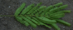  ( - BioBot00795)  @11 [ ] CreativeCommons - Attribution Non-Commercial Share-Alike (2010) Daniel H. Janzen Guanacaste Dry Forest Conservation Fund