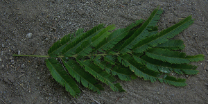  ( - BioBot00795)  @12 [ ] CreativeCommons - Attribution Non-Commercial Share-Alike (2010) Daniel H. Janzen Guanacaste Dry Forest Conservation Fund