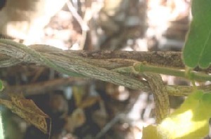  (Macroscepis hirsuta - BioBot00841)  @11 [ ] CreativeCommons - Attribution Non-Commercial Share-Alike (2010) Daniel H. Janzen Guanacaste Dry Forest Conservation Fund