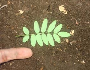  (Lonchocarpus hughesii - BioBot00874)  @11 [ ] CreativeCommons - Attribution Non-Commercial Share-Alike (2010) Daniel H. Janzen Guanacaste Dry Forest Conservation Fund