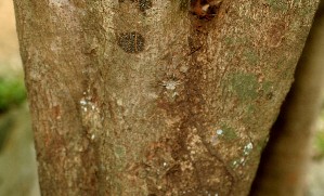  (Ruprechtia costata - BioBot00896)  @11 [ ] CreativeCommons - Attribution Non-Commercial Share-Alike (2010) Daniel H. Janzen Guanacaste Dry Forest Conservation Fund