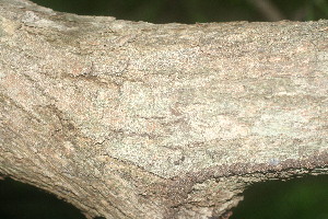  ( - BioBot00923)  @11 [ ] CreativeCommons - Attribution Non-Commercial Share-Alike (2010) Daniel H. Janzen Guanacaste Dry Forest Conservation Fund