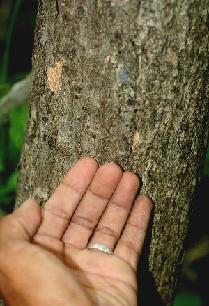  ( - BioBot00925)  @11 [ ] CreativeCommons - Attribution Non-Commercial Share-Alike (2010) Daniel H. Janzen Guanacaste Dry Forest Conservation Fund