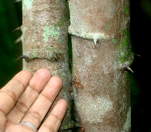  (Pithecellobium bipinnatum - BioBot00962)  @11 [ ] CreativeCommons - Attribution Non-Commercial Share-Alike (2010) Daniel H. Janzen Guanacaste Dry Forest Conservation Fund