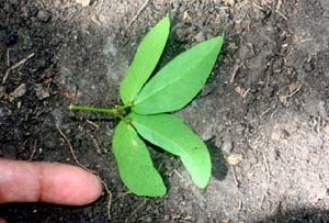  (Pithecellobium lanceolatum - BioBot00994)  @11 [ ] CreativeCommons - Attribution Non-Commercial Share-Alike (2010) Daniel H. Janzen Guanacaste Dry Forest Conservation Fund