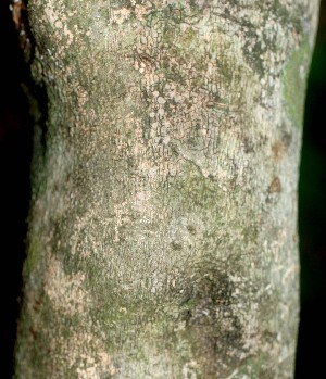  (Clitoria glaberrima - BioBot01029)  @11 [ ] CreativeCommons - Attribution Non-Commercial Share-Alike (2010) Daniel H. Janzen Guanacaste Dry Forest Conservation Fund