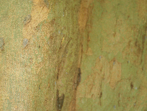  (Morus celtidiflora - BioBot01061)  @11 [ ] CreativeCommons - Attribution Non-Commercial Share-Alike (2010) Daniel H. Janzen Guanacaste Dry Forest Conservation Fund