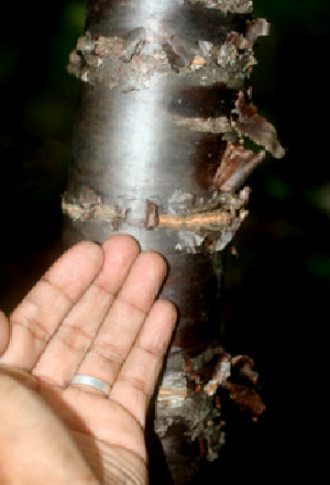  ( - BioBot01114)  @11 [ ] CreativeCommons - Attribution Non-Commercial Share-Alike (2010) Daniel H. Janzen Guanacaste Dry Forest Conservation Fund