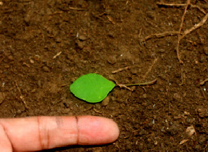  ( - BioBot01114)  @11 [ ] CreativeCommons - Attribution Non-Commercial Share-Alike (2010) Daniel H. Janzen Guanacaste Dry Forest Conservation Fund