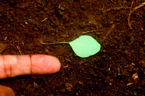  ( - BioBot01114)  @11 [ ] CreativeCommons - Attribution Non-Commercial Share-Alike (2010) Daniel H. Janzen Guanacaste Dry Forest Conservation Fund