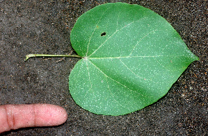  ( - BioBot01117)  @11 [ ] CreativeCommons - Attribution Non-Commercial Share-Alike (2010) Daniel H. Janzen Guanacaste Dry Forest Conservation Fund