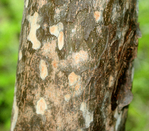  (Colubrina rufescens - BioBot01122)  @11 [ ] CreativeCommons - Attribution Non-Commercial Share-Alike (2010) Daniel H. Janzen Guanacaste Dry Forest Conservation Fund