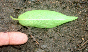  ( - BioBot01122)  @11 [ ] CreativeCommons - Attribution Non-Commercial Share-Alike (2010) Daniel H. Janzen Guanacaste Dry Forest Conservation Fund