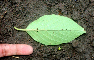  ( - BioBot01123)  @11 [ ] CreativeCommons - Attribution Non-Commercial Share-Alike (2010) Daniel H. Janzen Guanacaste Dry Forest Conservation Fund