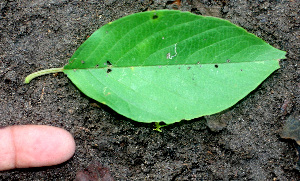  ( - BioBot01123)  @11 [ ] CreativeCommons - Attribution Non-Commercial Share-Alike (2010) Daniel H. Janzen Guanacaste Dry Forest Conservation Fund