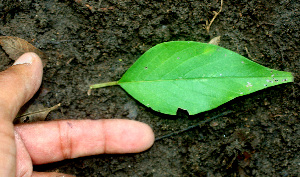  ( - BioBot01124)  @11 [ ] CreativeCommons - Attribution Non-Commercial Share-Alike (2010) Daniel H. Janzen Guanacaste Dry Forest Conservation Fund