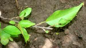  ( - BioBot01124)  @11 [ ] CreativeCommons - Attribution Non-Commercial Share-Alike (2010) Daniel H. Janzen Guanacaste Dry Forest Conservation Fund