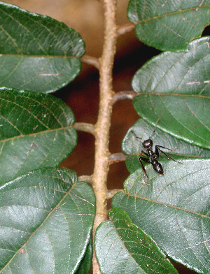  ( - BioBot01143)  @11 [ ] CreativeCommons - Attribution Non-Commercial Share-Alike (2010) Daniel H. Janzen Guanacaste Dry Forest Conservation Fund