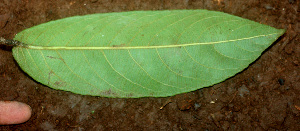  ( - BioBot01143)  @11 [ ] CreativeCommons - Attribution Non-Commercial Share-Alike (2010) Daniel H. Janzen Guanacaste Dry Forest Conservation Fund