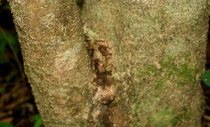  ( - BioBot01143)  @11 [ ] CreativeCommons - Attribution Non-Commercial Share-Alike (2010) Daniel H. Janzen Guanacaste Dry Forest Conservation Fund