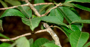  ( - BioBot01144)  @11 [ ] CreativeCommons - Attribution Non-Commercial Share-Alike (2010) Daniel H. Janzen Guanacaste Dry Forest Conservation Fund