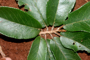  ( - BioBot01144)  @11 [ ] CreativeCommons - Attribution Non-Commercial Share-Alike (2010) Daniel H. Janzen Guanacaste Dry Forest Conservation Fund