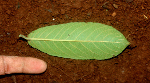  ( - BioBot01144)  @11 [ ] CreativeCommons - Attribution Non-Commercial Share-Alike (2010) Daniel H. Janzen Guanacaste Dry Forest Conservation Fund