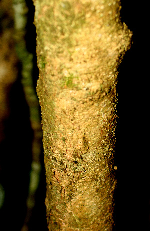  ( - BioBot01145)  @11 [ ] CreativeCommons - Attribution Non-Commercial Share-Alike (2010) Daniel H. Janzen Guanacaste Dry Forest Conservation Fund