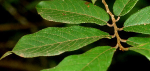  ( - BioBot01145)  @11 [ ] CreativeCommons - Attribution Non-Commercial Share-Alike (2010) Daniel H. Janzen Guanacaste Dry Forest Conservation Fund