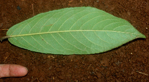  ( - BioBot01145)  @11 [ ] CreativeCommons - Attribution Non-Commercial Share-Alike (2010) Daniel H. Janzen Guanacaste Dry Forest Conservation Fund