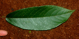  (Zuelania - BioBot01145)  @11 [ ] CreativeCommons - Attribution Non-Commercial Share-Alike (2010) Daniel H. Janzen Guanacaste Dry Forest Conservation Fund