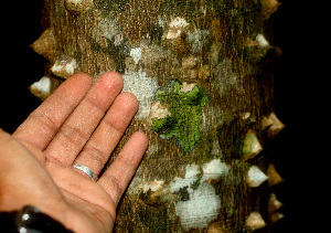  (Zanthoxylum setulosum - BioBot01146)  @11 [ ] CreativeCommons - Attribution Non-Commercial Share-Alike (2010) Daniel H. Janzen Guanacaste Dry Forest Conservation Fund