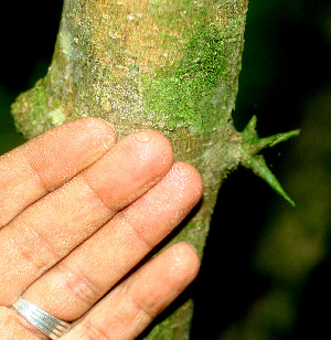  ( - BioBot01152)  @11 [ ] CreativeCommons - Attribution Non-Commercial Share-Alike (2010) Daniel H. Janzen Guanacaste Dry Forest Conservation Fund