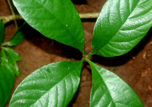  ( - BioBot01152)  @11 [ ] CreativeCommons - Attribution Non-Commercial Share-Alike (2010) Daniel H. Janzen Guanacaste Dry Forest Conservation Fund