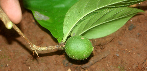  ( - BioBot01152)  @11 [ ] CreativeCommons - Attribution Non-Commercial Share-Alike (2010) Daniel H. Janzen Guanacaste Dry Forest Conservation Fund